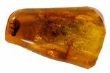 Large, Detailed Fossil Fly (Diptera) In Baltic Amber #87214-1